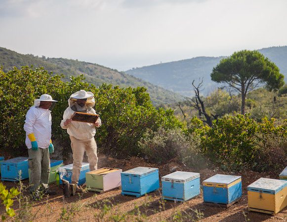 Βιολογικό Ελαιόλαδο - Μέλι - Υπερτροφές | Υπερήφανοι για τα προϊόντα που παράγουμε, βέβαιος για τη βιολογική τους διαδικασία παραγωγής.